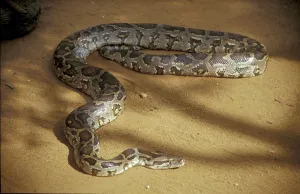 Constrictor Snake Imprime: Tiger python (Python molurus)