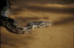 Constrictor Snake Imprime: Tiger python (Python molurus)