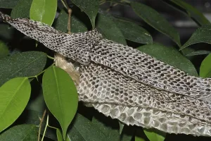 Impresión enmarcada : Tigre pitón, piel de rayas (Python molurus bivittatus).