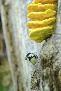 Southern Germany Nature Views Imprime: Tit looking curiously out of a tree