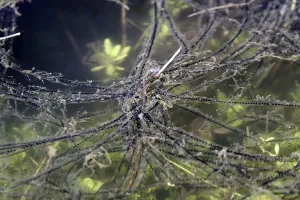 Amphibian Reproduction Imprime: Toad spawn
