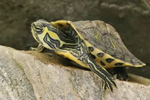 Aquarium Animals Imprime: Tortoise (Trachemys scripta scripta)