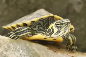 Aquarium Animals Imprime: Tortoise (Trachemys scripta scripta)