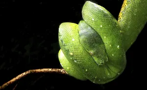 Constrictor Snake Species Imprime: Tree python hanging on the branch