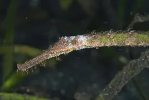 Marine Animal Portraits Imprime: Triangular pipefish, Triangular alligator pipefish