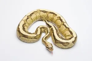 Vanilla Cream Ball Python or Royal Python (Python regius)