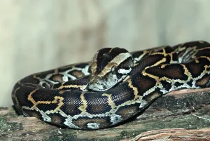 Impresión enmarcada : Joven pitón burmés indio (Python molurus bivittatus).