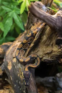 Natural Environment Wildlife Photo Imprime: Young python on tree in jungle