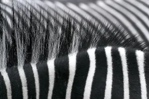 Zebra Crossing Imprime: Zebra backs