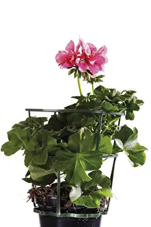 Studio Flower Shot Imprime: Potted Geranium