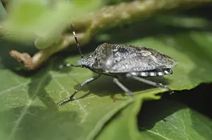 Insect Pest Control Imprime: Predatory bug, bug, insect, pest