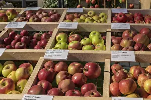Organic Apple Varieties Imprime: Presentation of different apple varieties