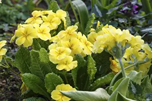 Close Up Flowers Imprime: Primrose or primula in the spring garden