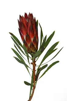 South African Flora Imprime: Protea