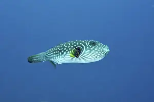 Imágenes fechadas el 9 de agosto de 2024: White spotted pufferfish print