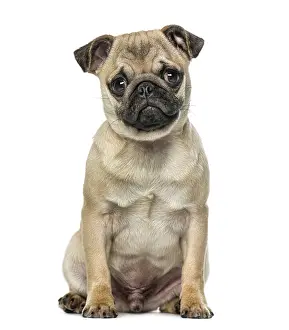Isolated White Background Dog Imprime: Pug