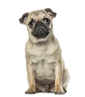 Young Pug Imprime: Pug