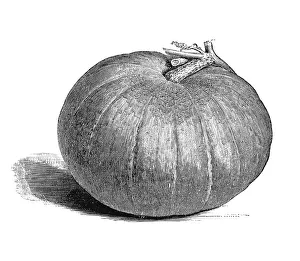 Pumpkin Nutrition Facts Imprime: Pumpkin