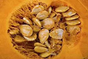 Close Up Pumpkin Imprime: Pumpkin