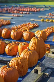 Agricultural Landscape Shots Imprime: Pumpkin
