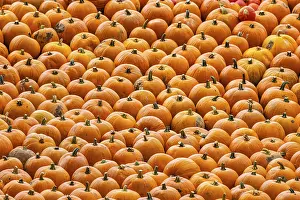 Vegetable Garden Images Imprime: Pumpkins