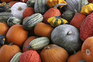 Decorative Gourds Imprime: Pumpkins