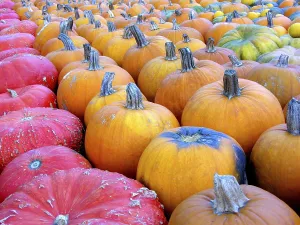 Empty Grocery Store Aisles Imprime: Pumpkins