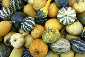Ornamental Gourds Imprime: Pumpkins