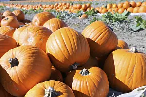 Deserted Pumpkin Patch Imprime: Pumpkins, pumpkin patch
