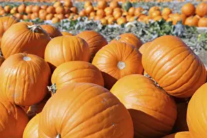 Pumpkin Patch Imprime: Pumpkins, pumpkin patch