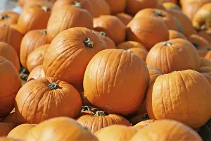 Pumpkin Patch Imprime: Pumpkins, pumpkin patch