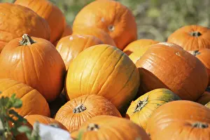 Pumpkin Patch Imprime: Pumpkins, pumpkin patch