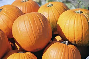 Pumpkin Patch Imprime: Pumpkins, pumpkin patch