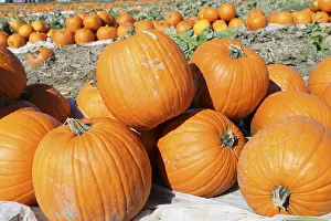 Pumpkin Patch Imprime: Pumpkins, pumpkin patch
