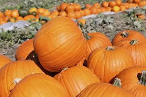 Autumn Mood Landscape Imprime: Pumpkins, pumpkin patch
