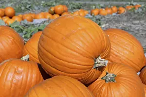 Pumpkin Patch Imprime: Pumpkins, pumpkin patch