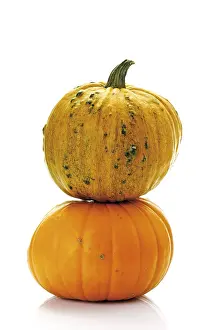Vegetable Photography Studio Imprime: Pumpkins, squashes, marrows (Cucurbita)