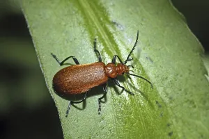 Fauna In Natural Habitats Imprime: Pyrochroa, fire beetle