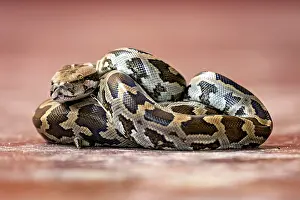 A python with a complex brown and black pattern on a red background
