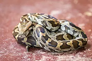 Sri Lankan Wildlife Imprime: Python on a reddish ground, showing itself coiled with a distinctive pattern