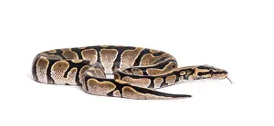 Royal Python Imprime: Python regius, against white background