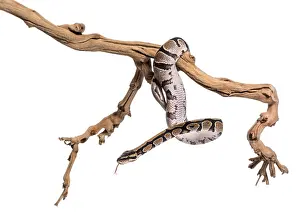 Royal Python Imprime: Python regius, against white background