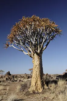 Quiver Tree Namibia Imprime: A quiver tree in the desert in Namibia
