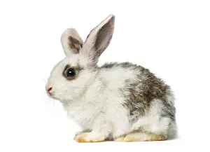 Young Bunny Imprime: Rabbit