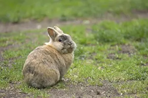 Easter Bunny Imprime: Rabbit (cuniculus), grass, Easter bunny
