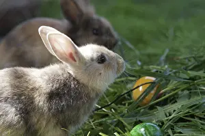 Colourful Easter Eggs Imprime: Rabbit (cuniculus), portrait, Easter