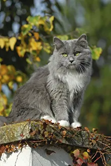 Ragdoll Cat Imprime: Ragdoll, blue mitted solid, cat