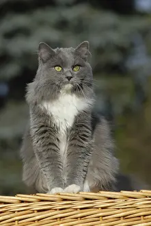 Ragdoll Cat Imprime: Ragdoll, blue mitted solid, cat