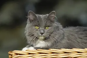 Ragdoll Cat Breed Imprime: Ragdoll, blue mitted solid, cat