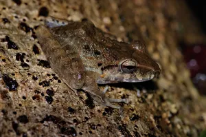 South American Frogs Imprime: Rain frog